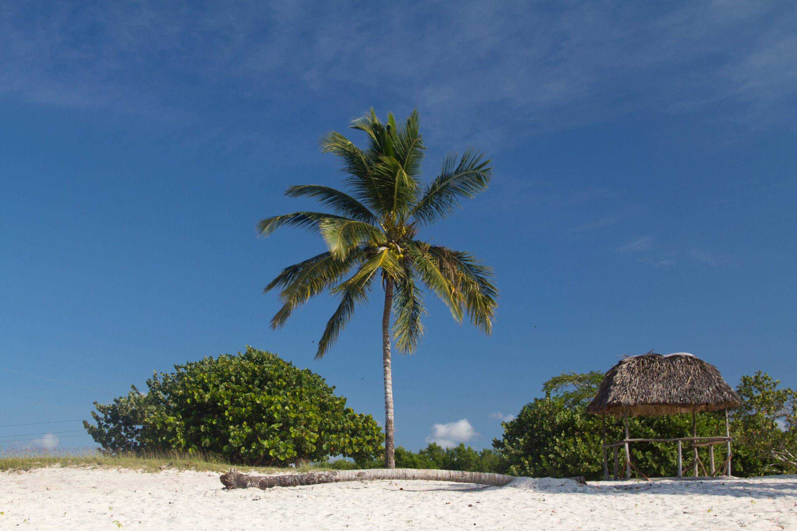 single-palm-tree-beach-landscape-min