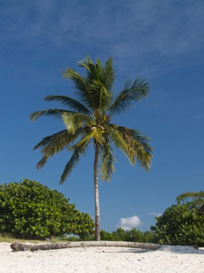 single-palm-tree-beach-landscape-min